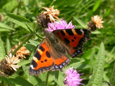 small tortoiseshell (Aglais urticae) Kenneth Noble